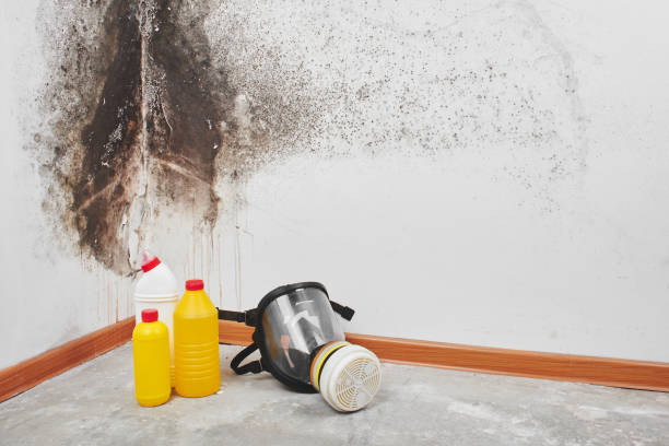 Best Residential Mold Remediation in Yelm, WA