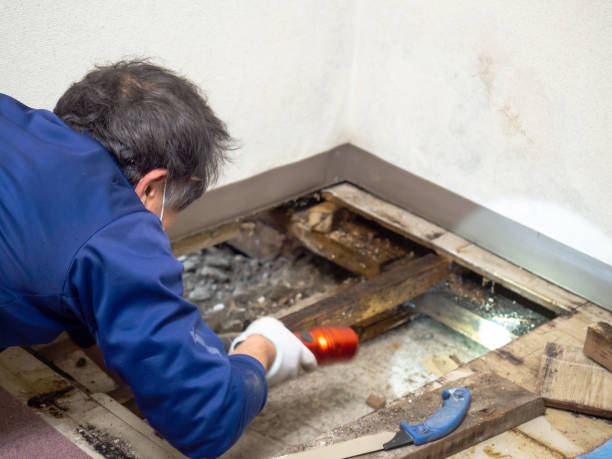 Best Commercial Mold Remediation in Yelm, WA