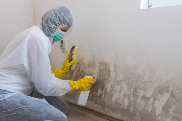 Best Localized Mold Remediation (e.g., coastal areas, humid climates) in Yelm, WA