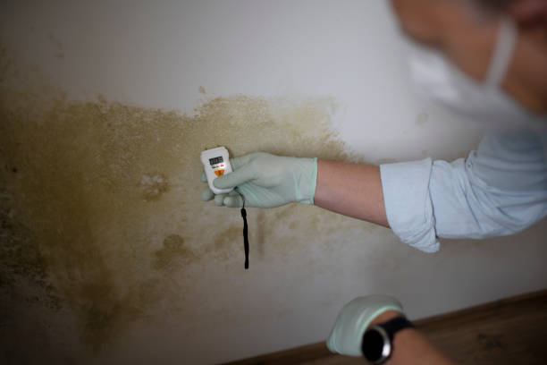 Best Health and Safety Mold Remediation in Yelm, WA